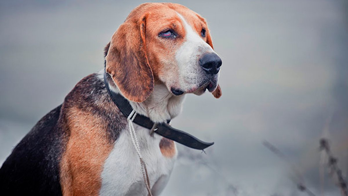 hund-beagle-augen
