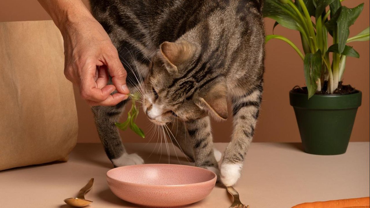 Кошке нужно не только мясо, но и овощи