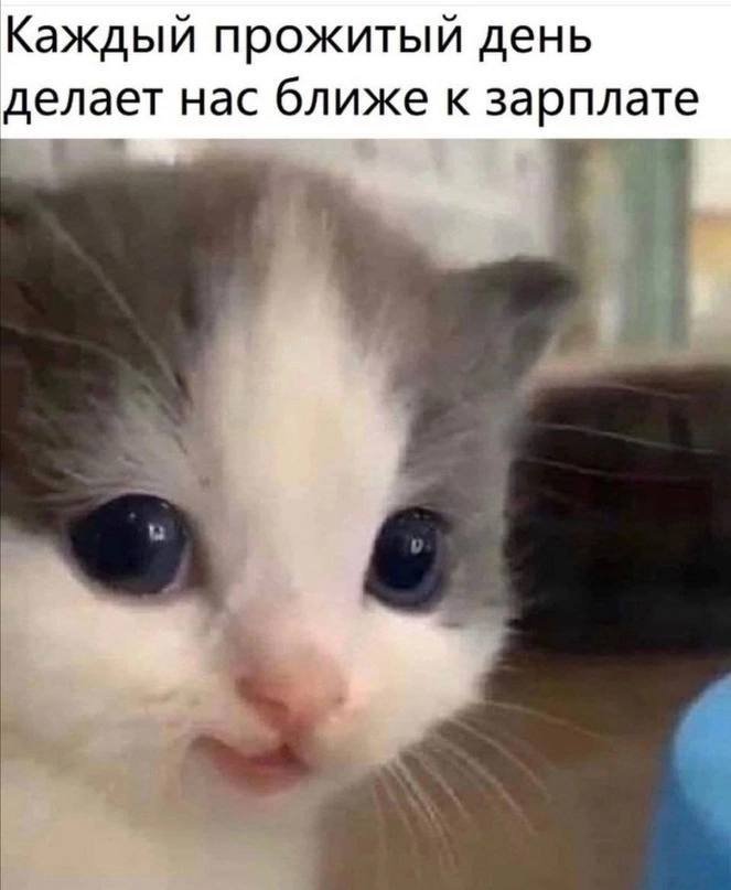 На изображении милый котенок с большими круглыми глазами На изображении милый котенок с большими круглыми глазами
