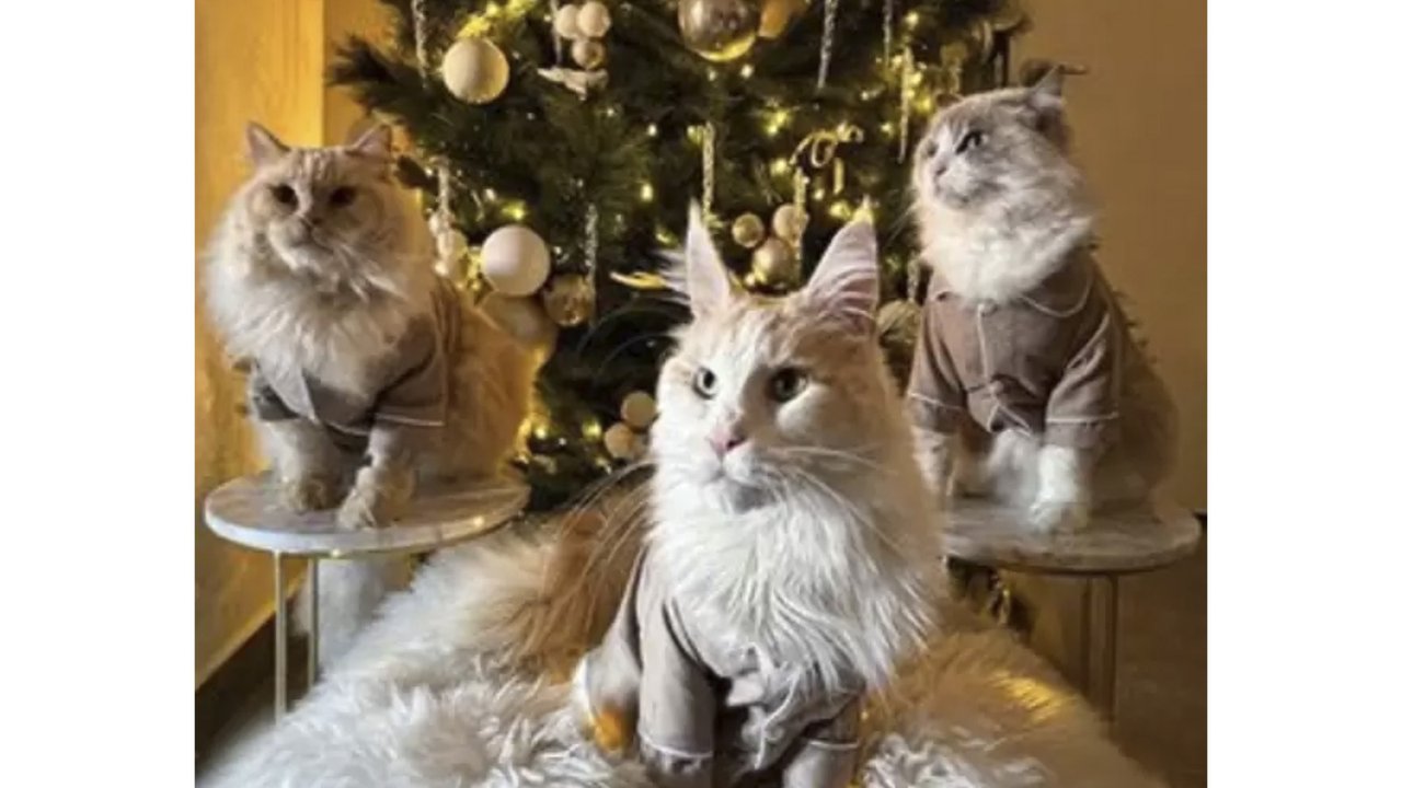 Кошки окружили елку Кошки окружили елку