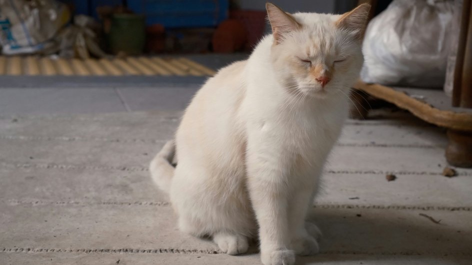 Кошка с опасной диабетической ангиопатией, которая нарушает работу внутренних органов, разрушая клетки сетчатки Кошка с опасной диабетической ангиопатией, которая нарушает работу внутренних органов, разрушая клетки сетчатки