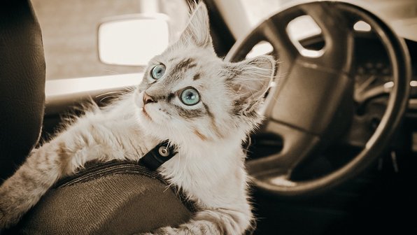 10 фактов, узнав которые, вы полюбите кошек