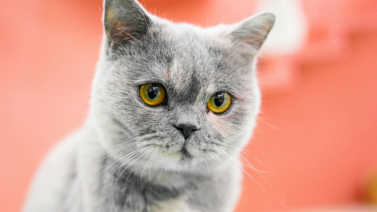 кот кот