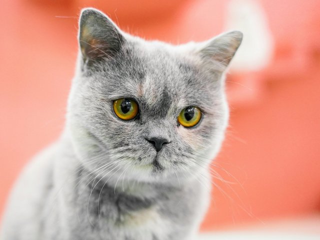 Фотоконкурс «Кот месяца»: результаты конкурса будут объявлены позже