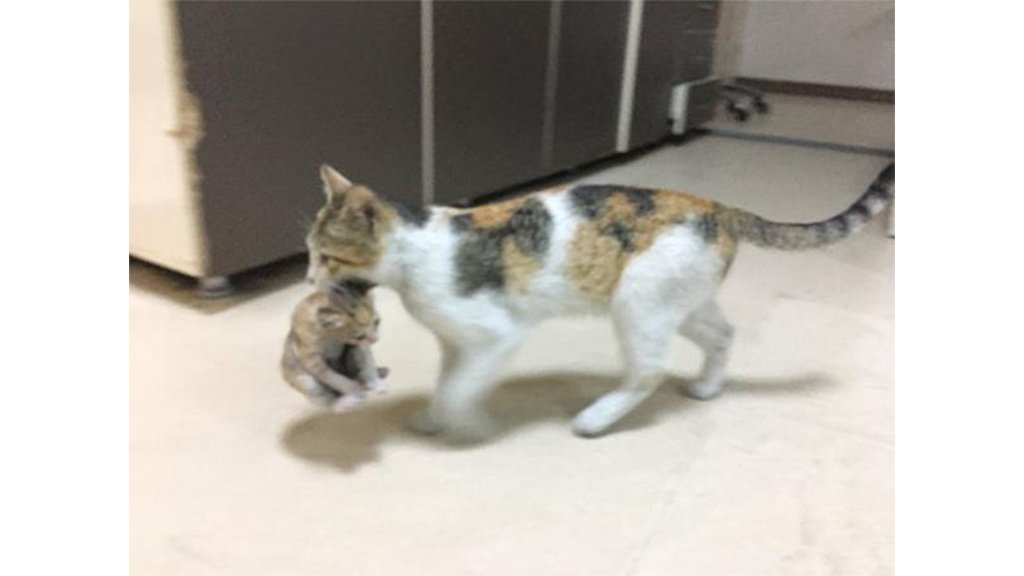 Кошка принесла котенка в больницу, чтобы ему оказали помощь