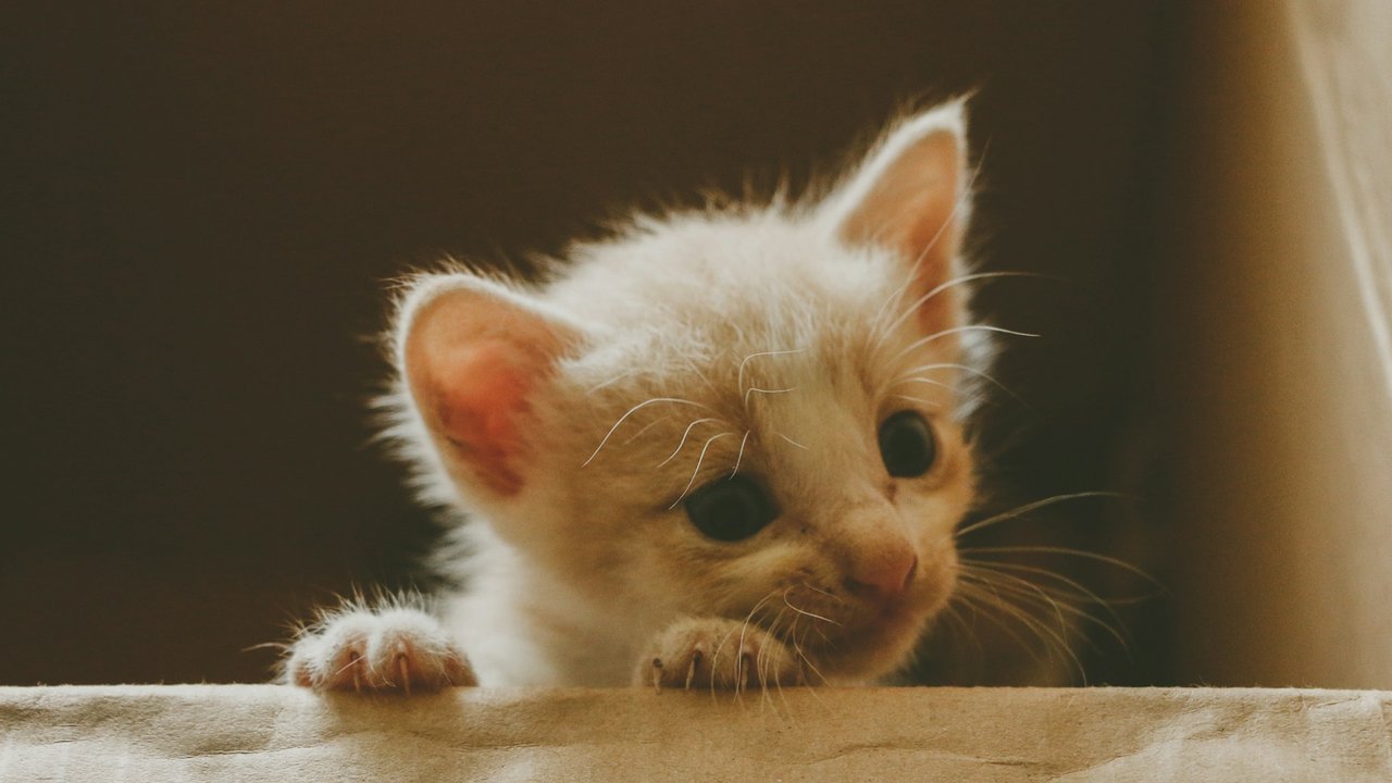 Котенок Котенок