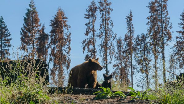 Уникальную медведицу с шестью детенышами сняли на видео в Республике Марий Эл