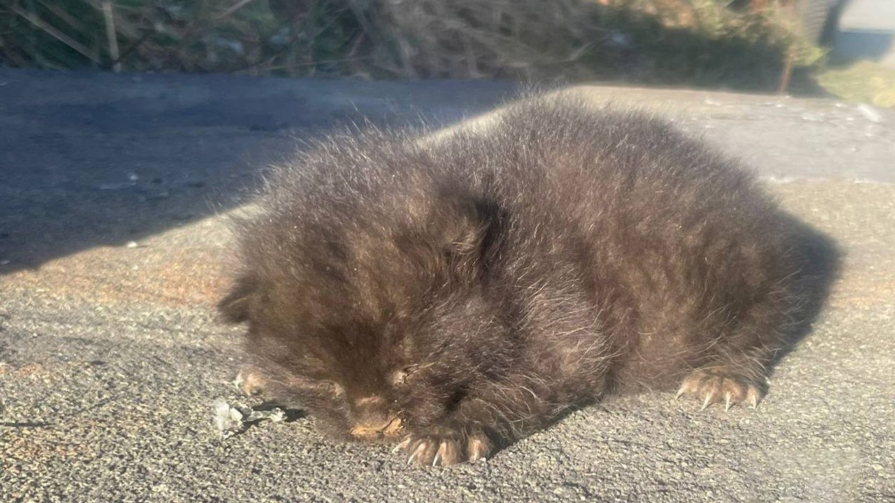 На Камчатке девочка и пожарные спасли котенка