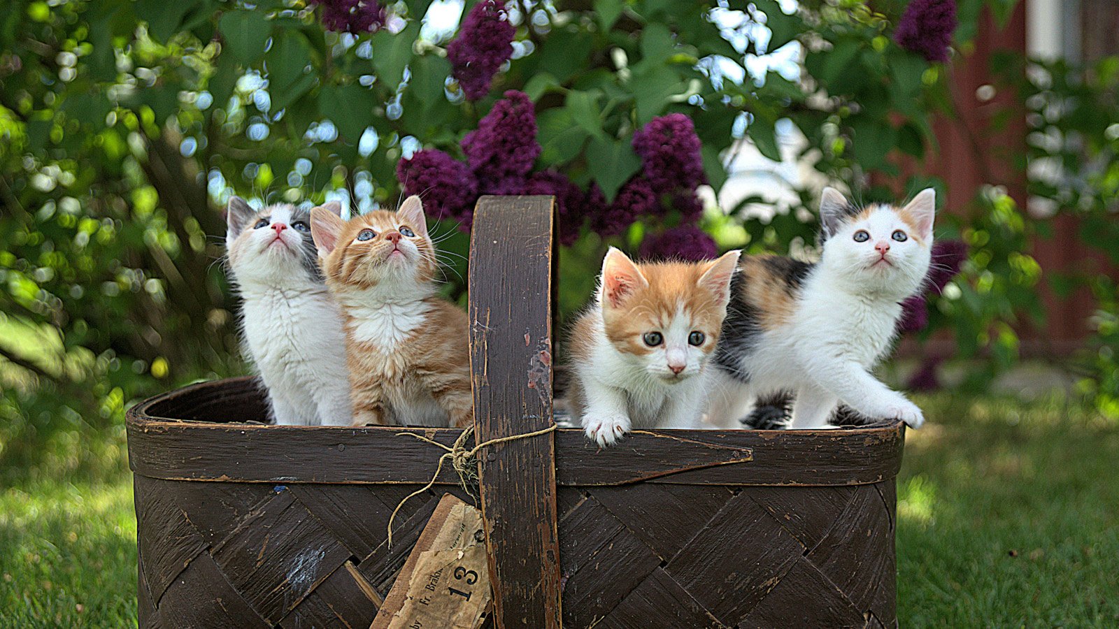 Красивые имена для кошек - Питомцы Mail.ru