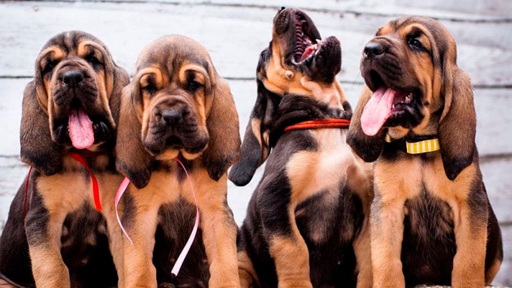 Бладхаунд - описание породы собак: характер, особенности поведения, размер,  отзывы и фото - Питомцы Mail.ru