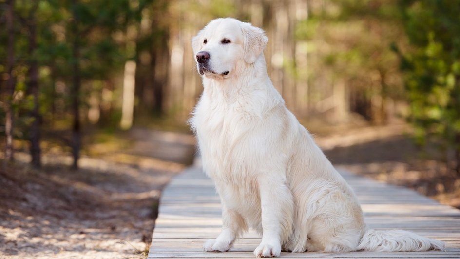 Большая белая собака сидит на лесной дорожке на фоне деревьев