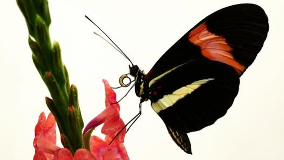 Бабочка Heliconius