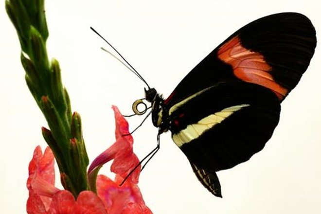 Бабочка Heliconius