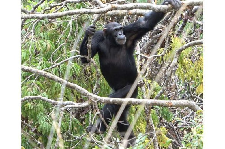 Взрослый самец шимпанзе ходит на двух ногах прямо, перемещаясь так по гибким ветвям в саванно-мозаичной среде обитания в долине Исса. Этот факт подтверждает, что у наших ранних предков прямохождение развивалось на деревьях, а не на земле. Источник: Rhianna C. Drummond-Clarke