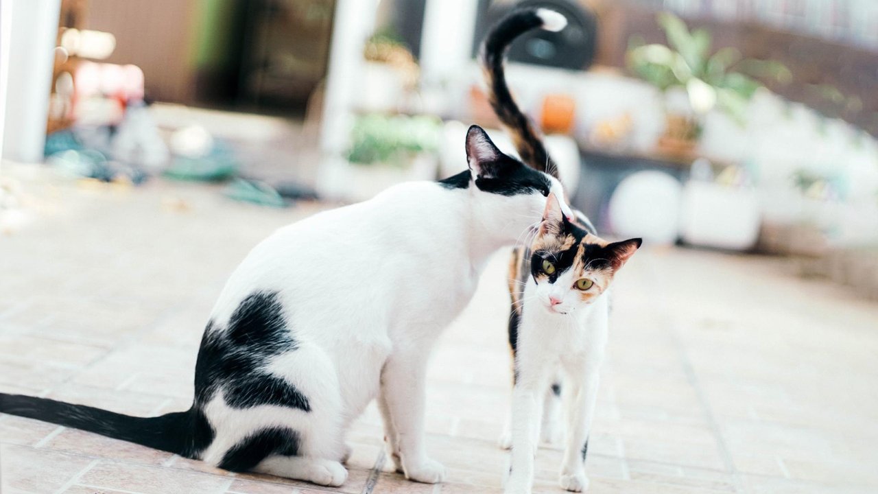 Чем кошка отличается от кота | 10 фактов - Питомцы Mail.ru