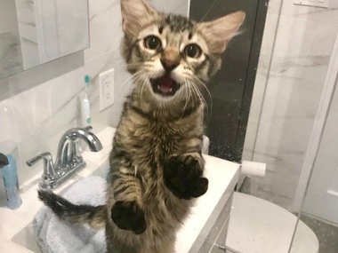 Каждый раз, как я иду в душ, кот пытается меня спасти.