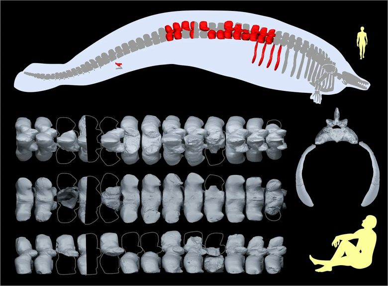 Иллюстрация Perucetus colossus с выделенными найденными костями и человеческими фигурами для масштаба.
