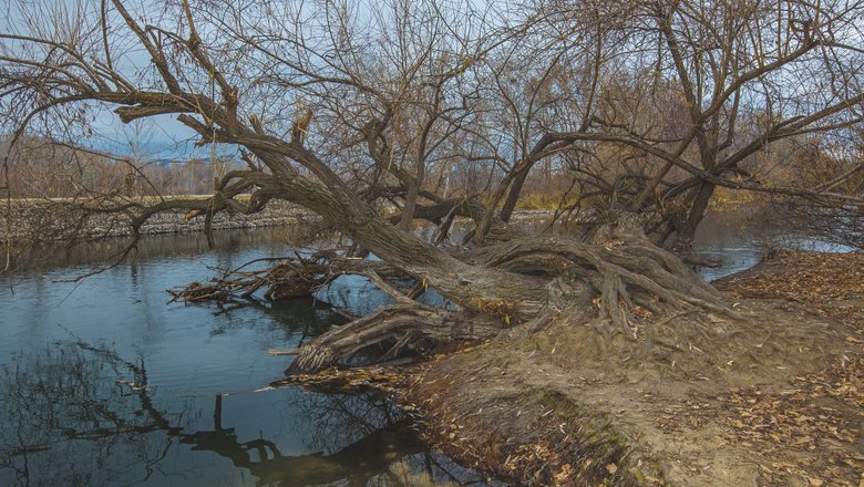Дерево упало в реку Дерево упало в реку