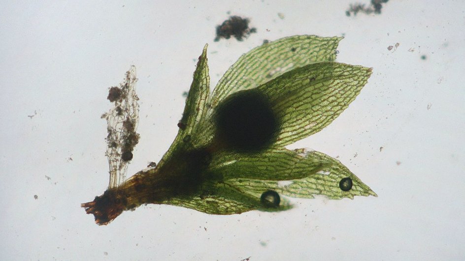 образец Physcomitrella patens