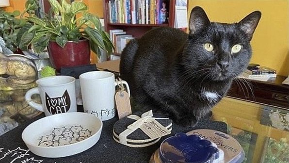 Люди спасли бездомного кота и взяли на работу в книжный магазин