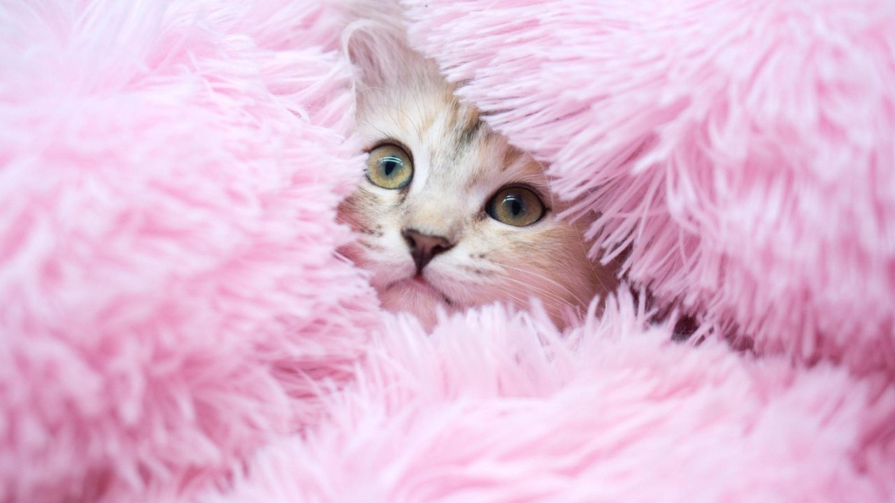 Сибирская кошка