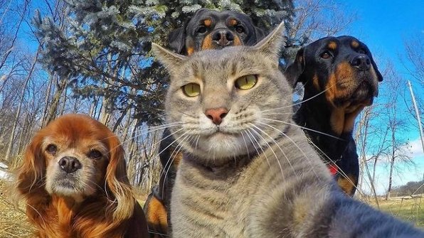 10 питомцев, у которых селфи лучше наших