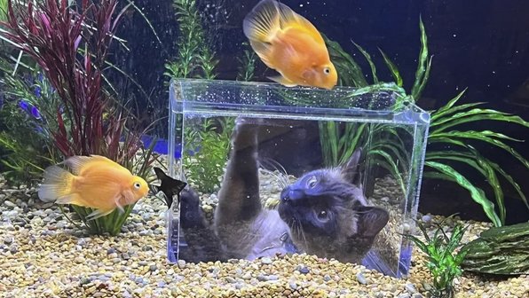 Семья создала для кота аквариум со «смотровой площадкой»