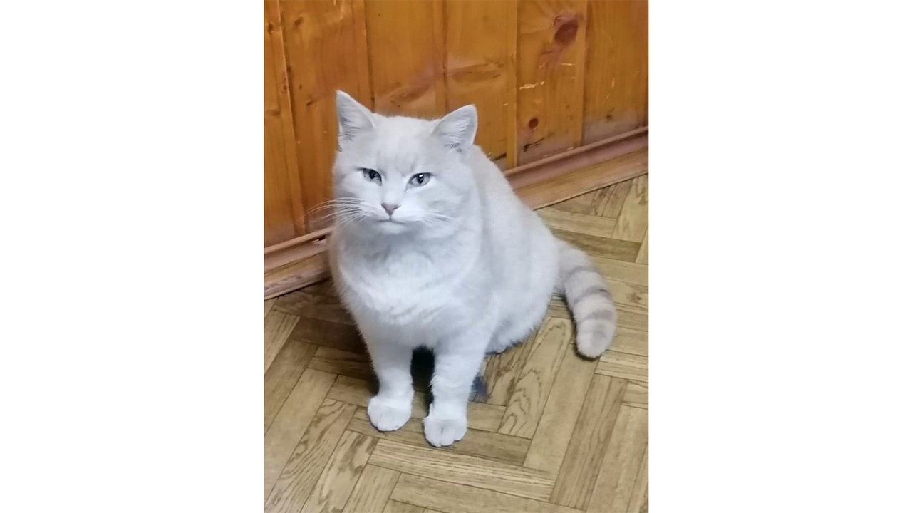 Рыжий кот заступил на службу в пожарную часть и удивил всех Рыжий кот заступил на службу в пожарную часть и удивил всех