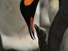Кадр из Король пингвинов
