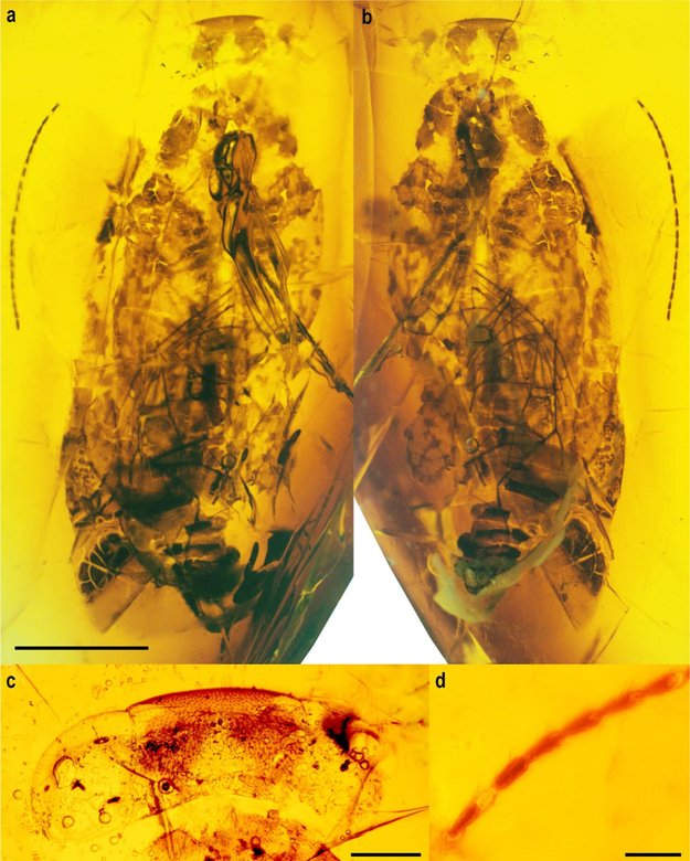 Alienopterix santonicus в куске янтаря: (a) вид сверху; (б) вид снизу; (в) голова сверху; (d) одна из антенн. Фото: Szabó et al. / sci.news