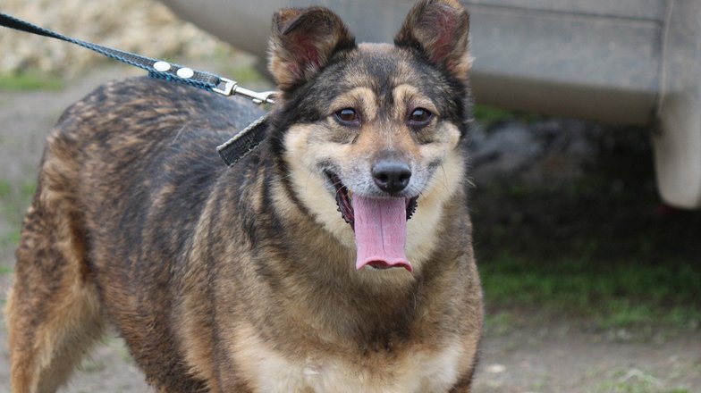 Pets.mail.ru Pets.mail.ru