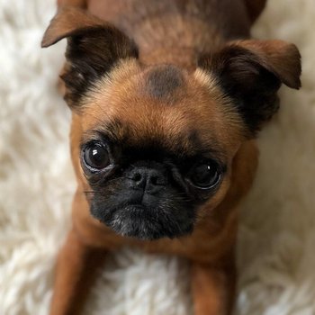 Пти (малый) брабансон - описание породы собак: характер, особенности  поведения, размер, отзывы и фото - Питомцы Mail.ru