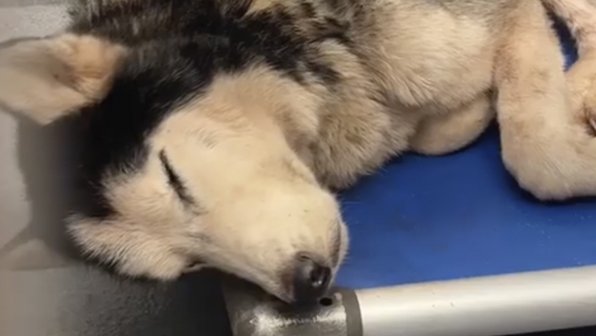 Интернет спас хаски, который потерял надежду на хорошую жизнь
