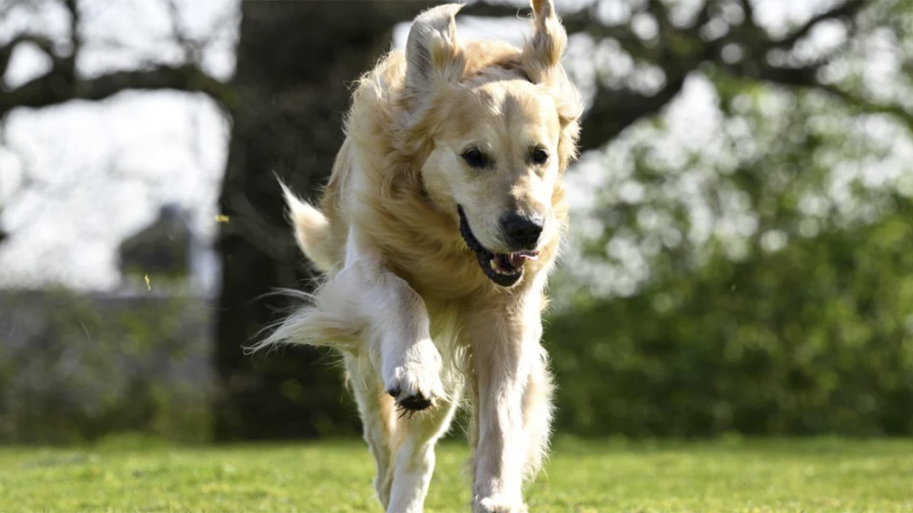 Пса, ставшего отцом 300 щенков-поводырей, проводили «на пенсию»