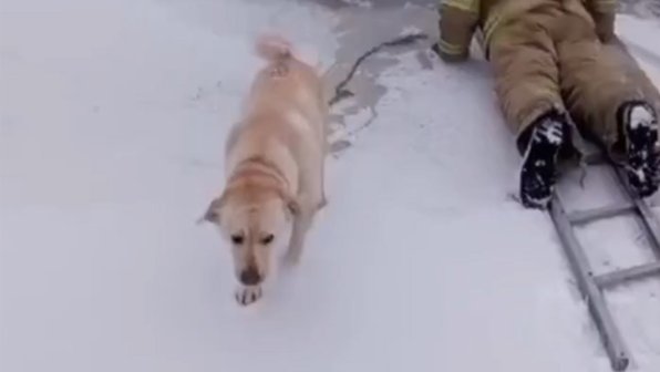 Собаку на цепи спасли из ледяной полыньи