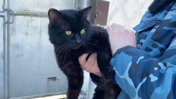 В Казани поймали кошку-наркокурьера