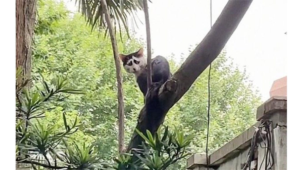 Грустный кот