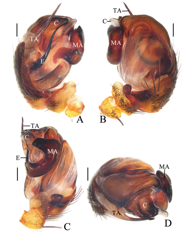 внешний вид Cyclosa xingqing sp. nov.