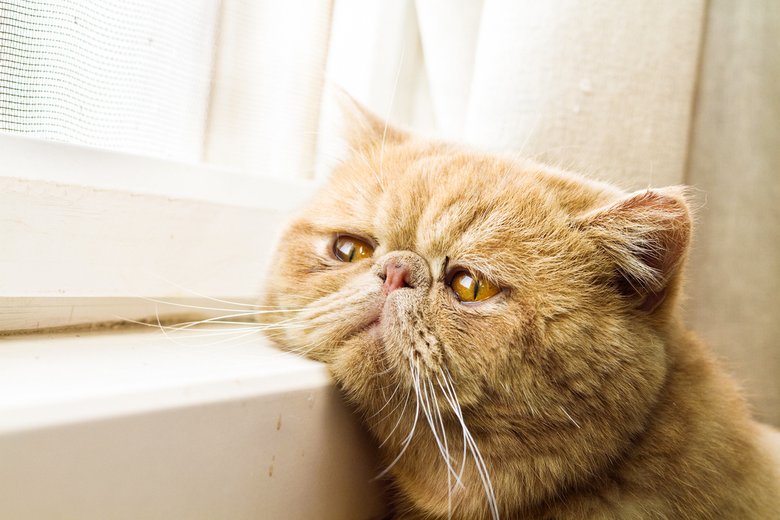В Германии кошки имеют право смотреть в окна, когда им только заблагорассудится
