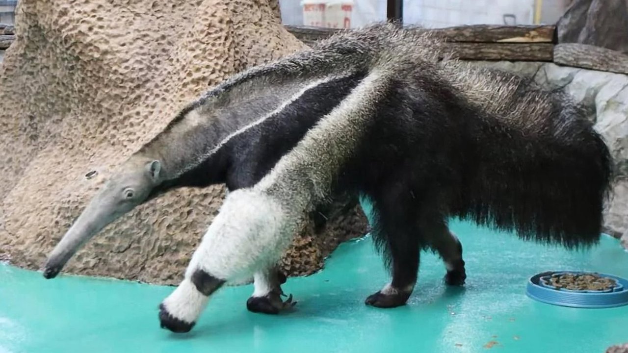 Муравьед Муравьед