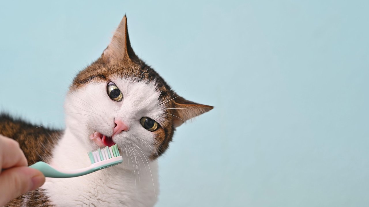 Чистка зубов кошек