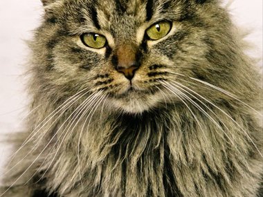 Котик по имени Игорь Котик по имени Игорь