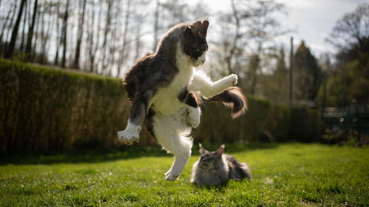 Кошка прыгает