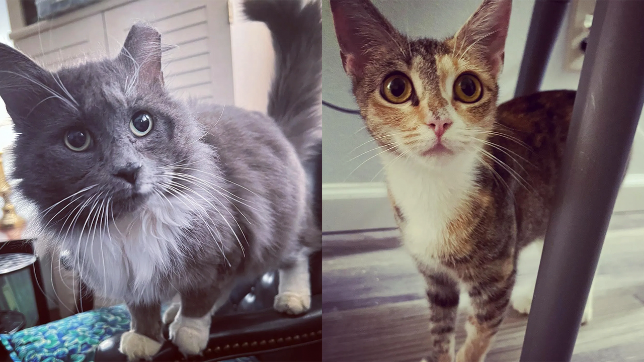 Кот Ромео (слева) и кошка Кармелла (справа) 