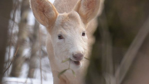 Возле Чернобыля заметили необычную косулю