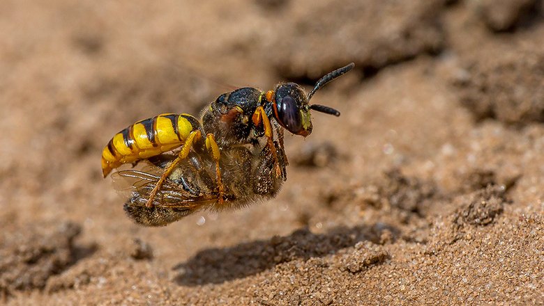 Пчелиный волк (Philanthus triangulum) — песочная оса, которая кормит личинок медоносными пчелами. На фото самка несет парализованную пчелу