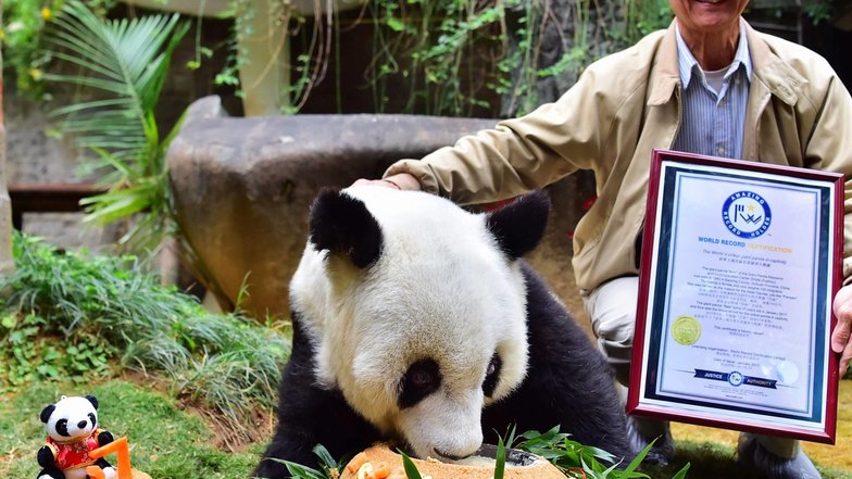 Slide image for gallery: 6794 | На день рождения панда получила праздничный торт