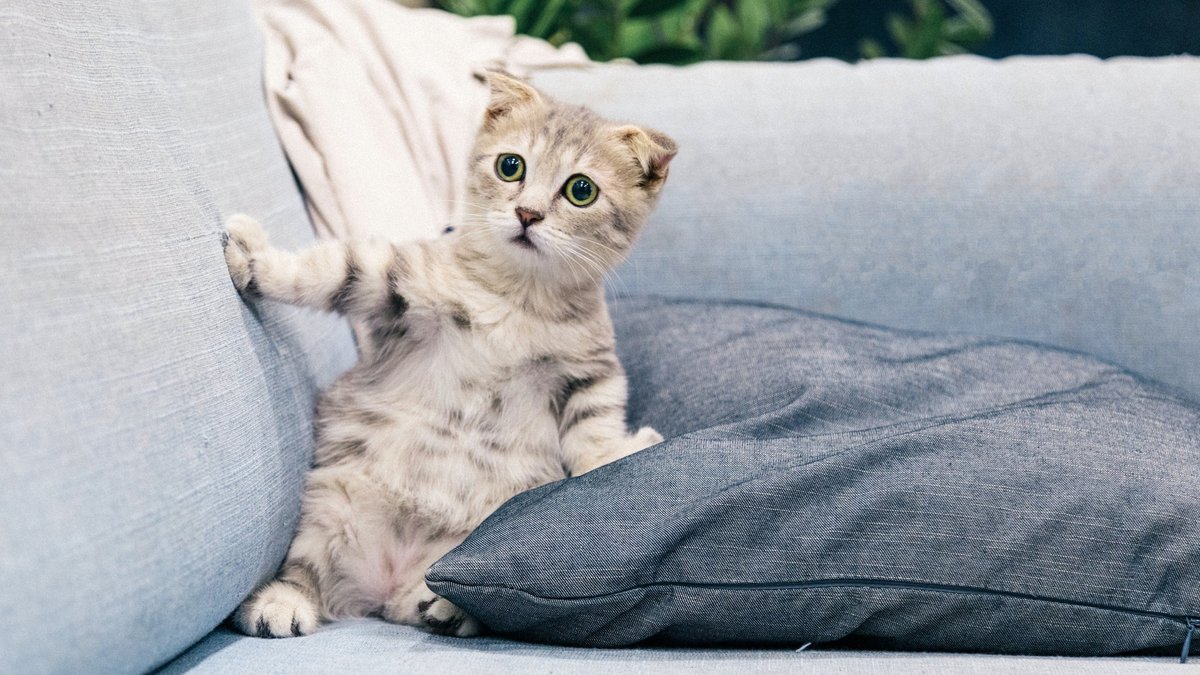 Cat Cat