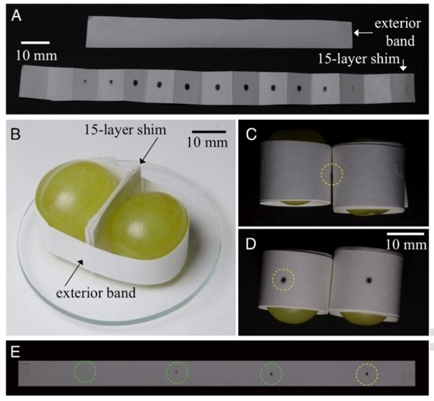 Изучение распределения тепловой энергии в области контакта двух ягод с помощью термобумаги. Фото: National Academy of Sciences