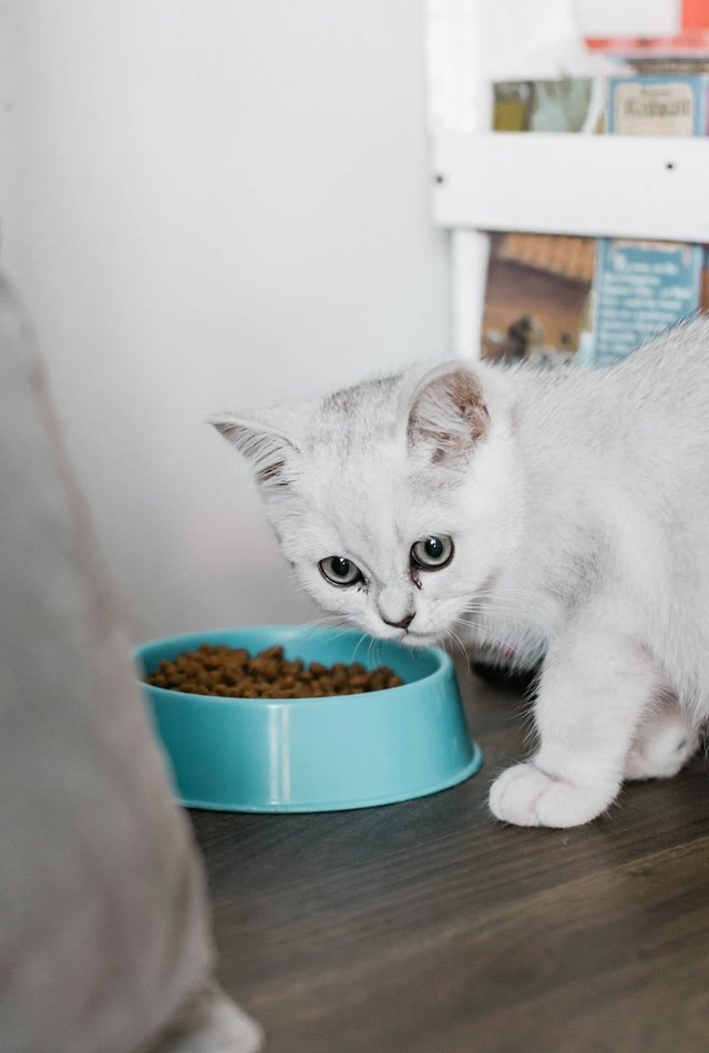 котенок